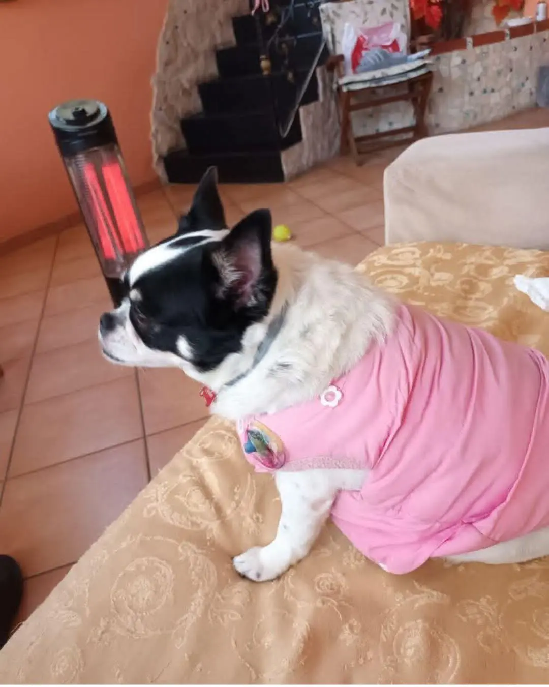 cagna reunited    Roccarainola Amber