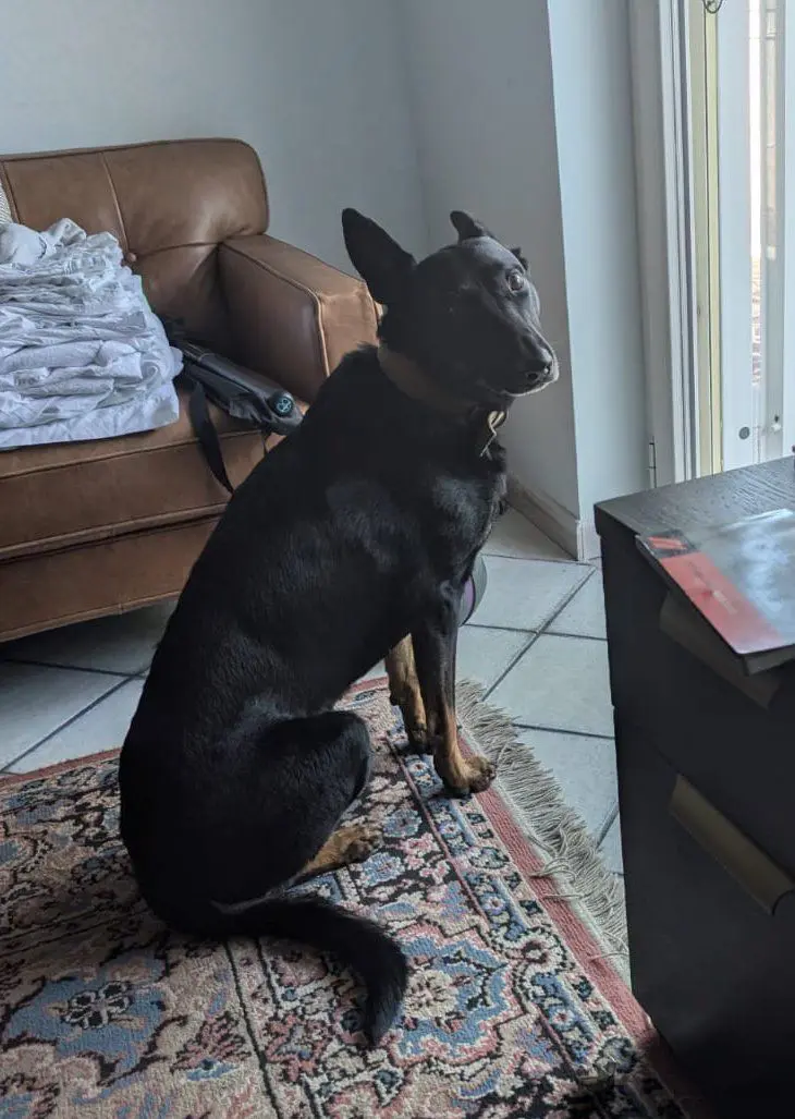 cagna reunited   80014 Giugliano in Campania Shuri