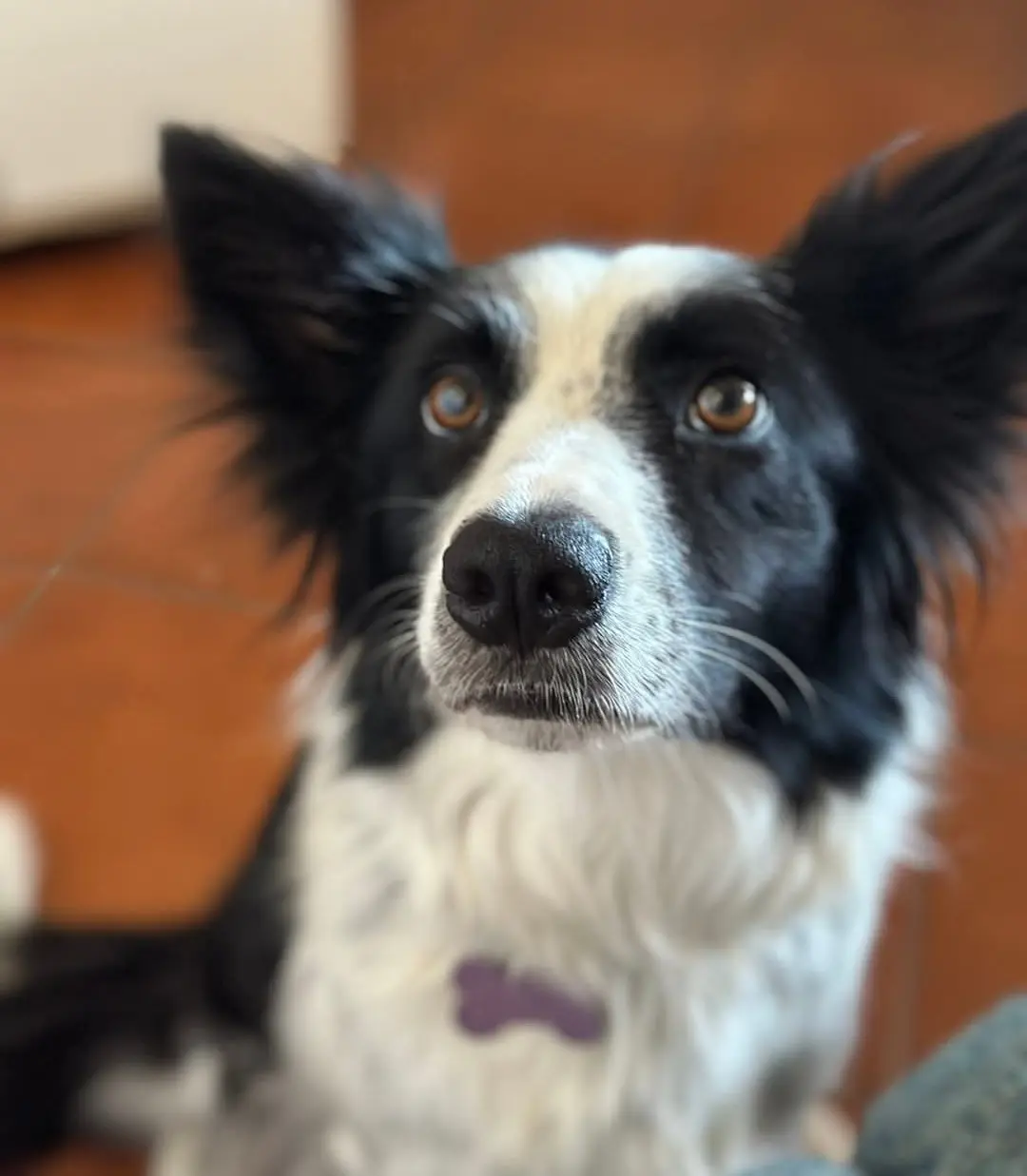 cagna reunited   08022 Durgali/Dorgali Jana