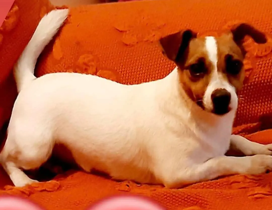 cagna reunited   08048 Tortolì Kira