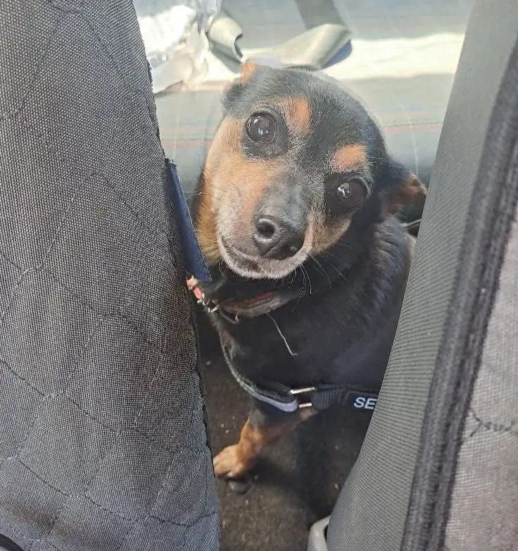 cagna reunited   08020 Pasada/Posada Peggy