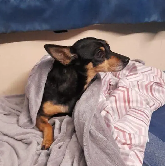 cagna reunited   08048 Tortolì Snooky