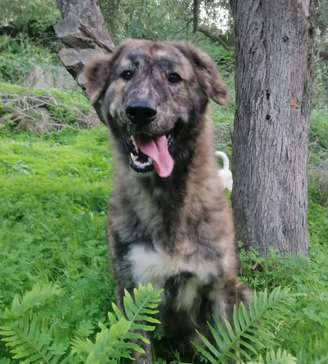 cagna reunited   08013 Bosa Athena