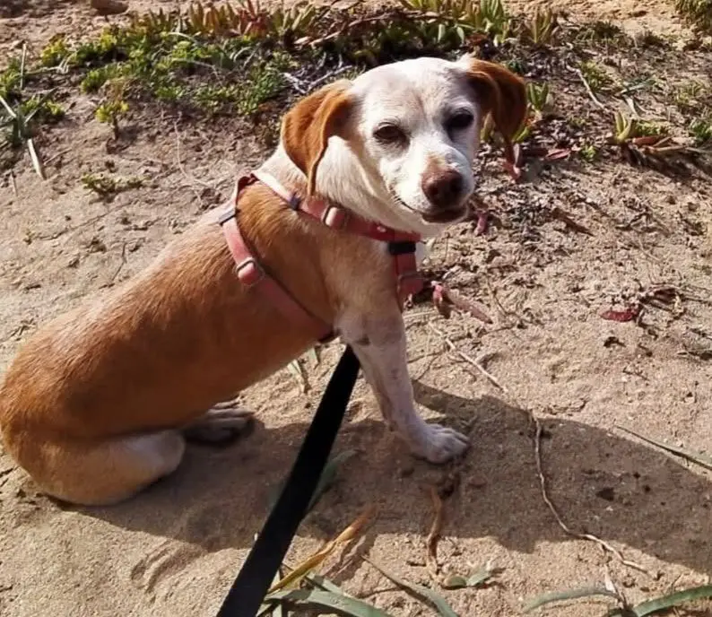 cagna reunited   09170 Oristano Lelly