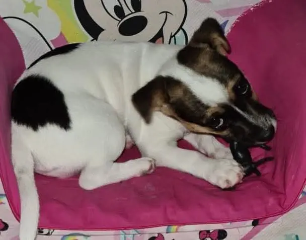 cagna reunited   09092 Arborea Masha