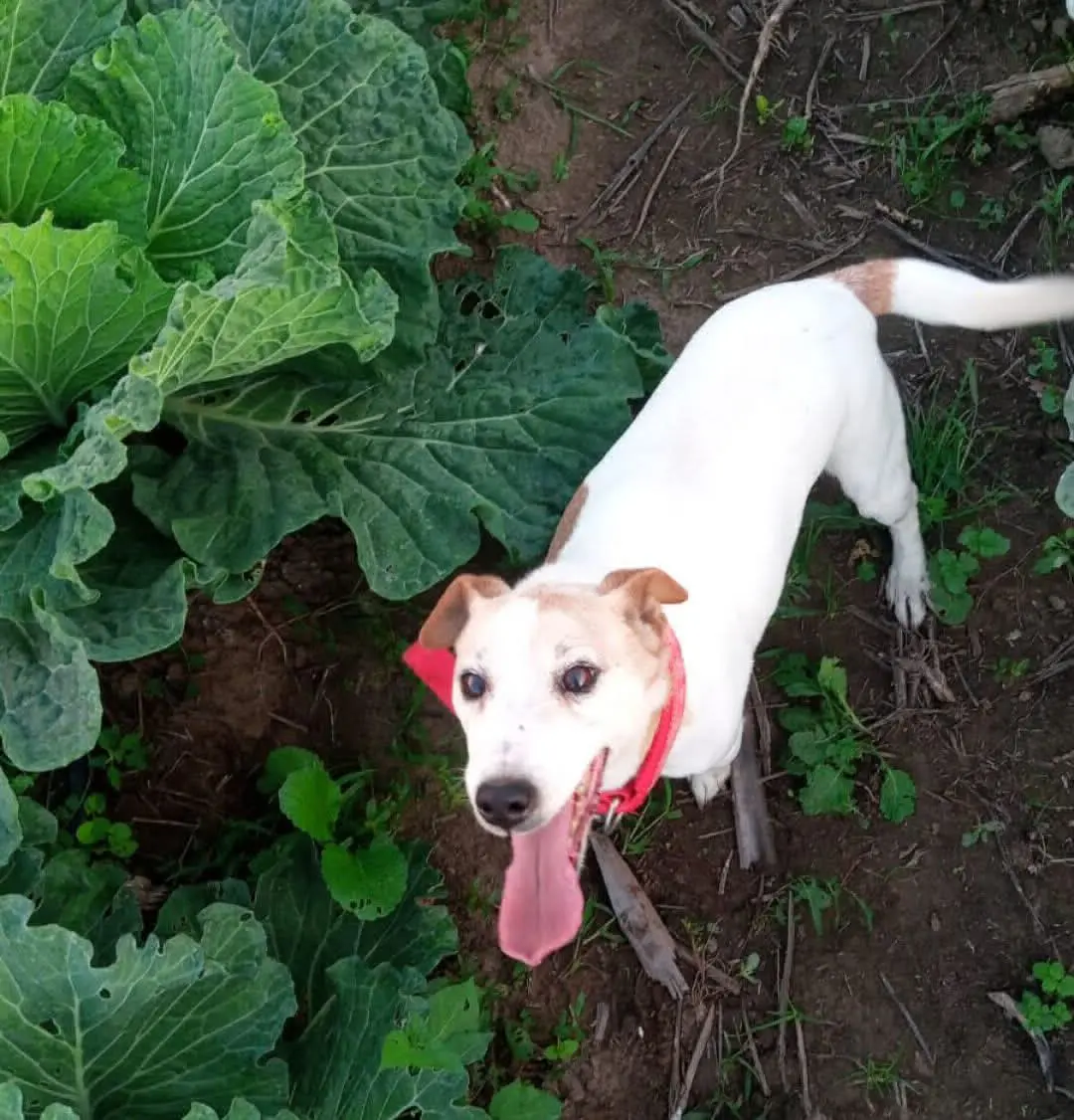 cagna reunited   09170 Oristano Milly