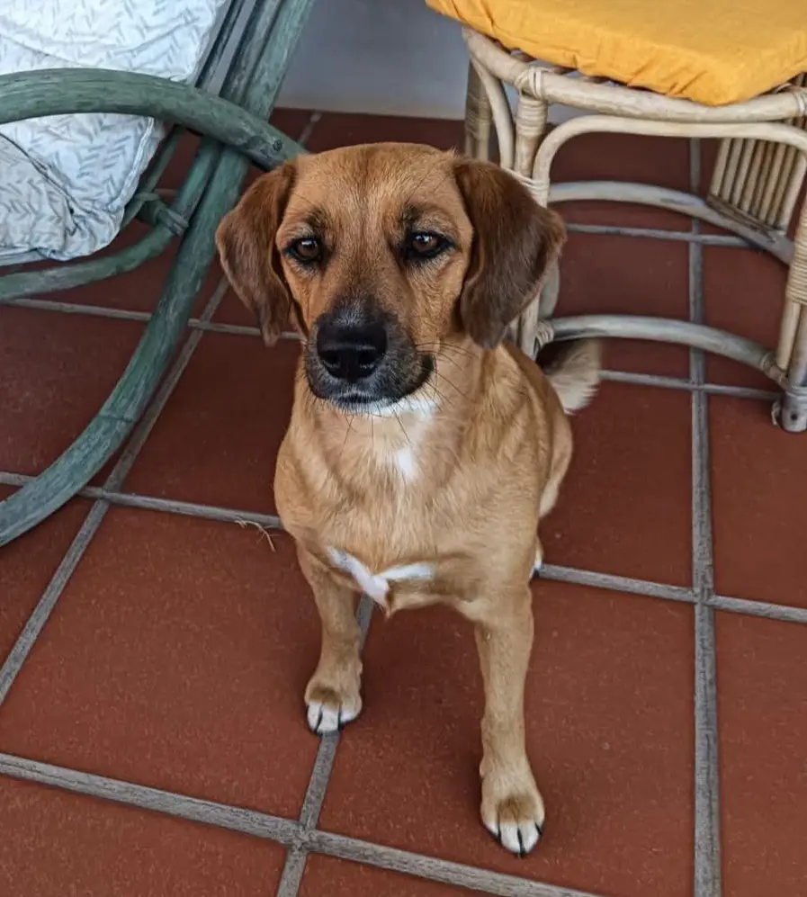 cagna reunited   09098 Terraba/Terralba Peppa