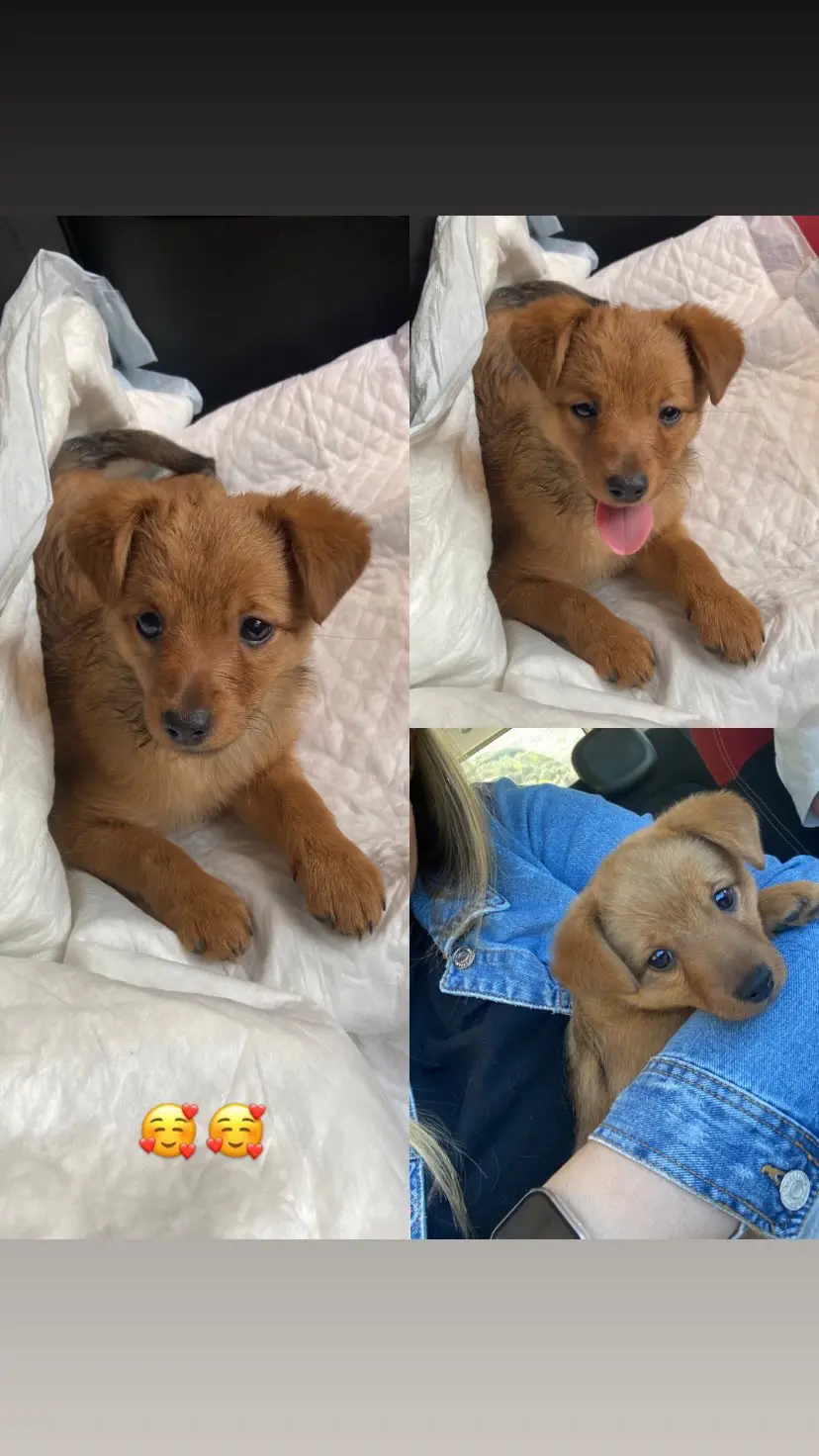 cagna reunited   90072 Altofonte Regina