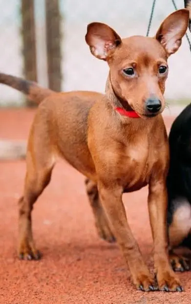 cagna reunited   35043 Monselice Lolla