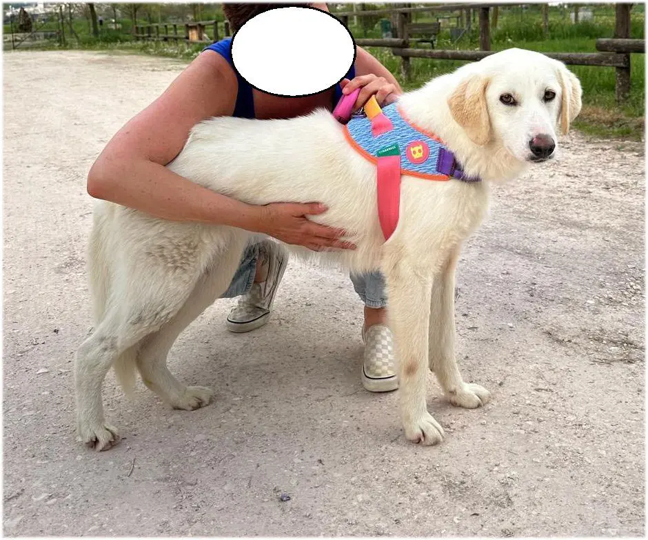 cagna reunited   06057 Monte Castello di Vibio Chloé