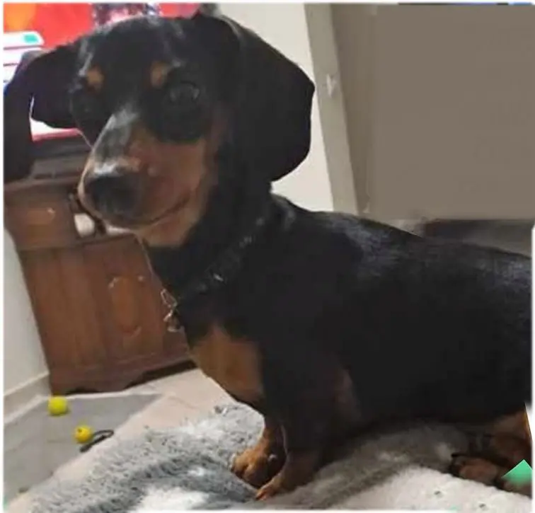 cagna reunited   06083 Bastia Umbra Gilda