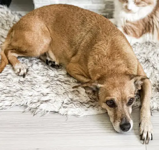 cagna reunited   06081 Assise Kira