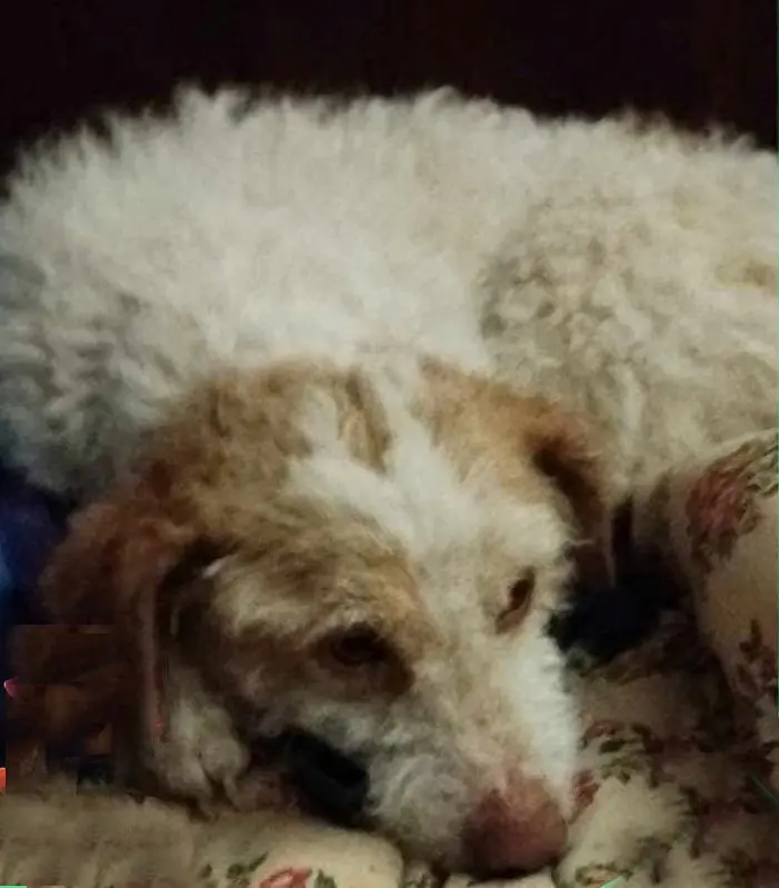 cagna reunited    Pérouse Bimba