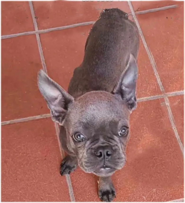 cagna reunited    Pérouse Zoe