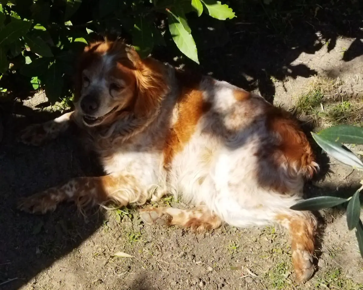 cagna reunited   56032 Buti Kira