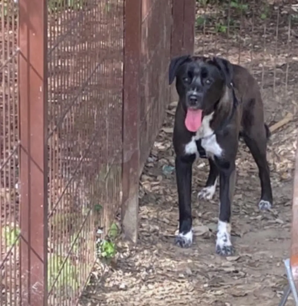 cagna reunited    Prato Cane lea