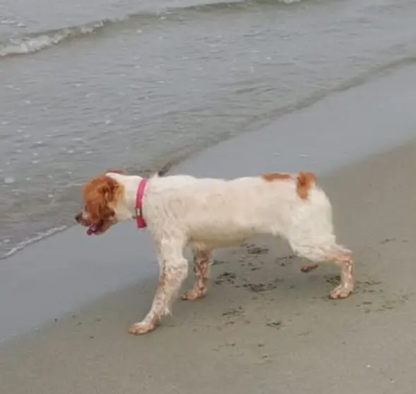 cagna reunited   51019 Ponte Buggianese Maya