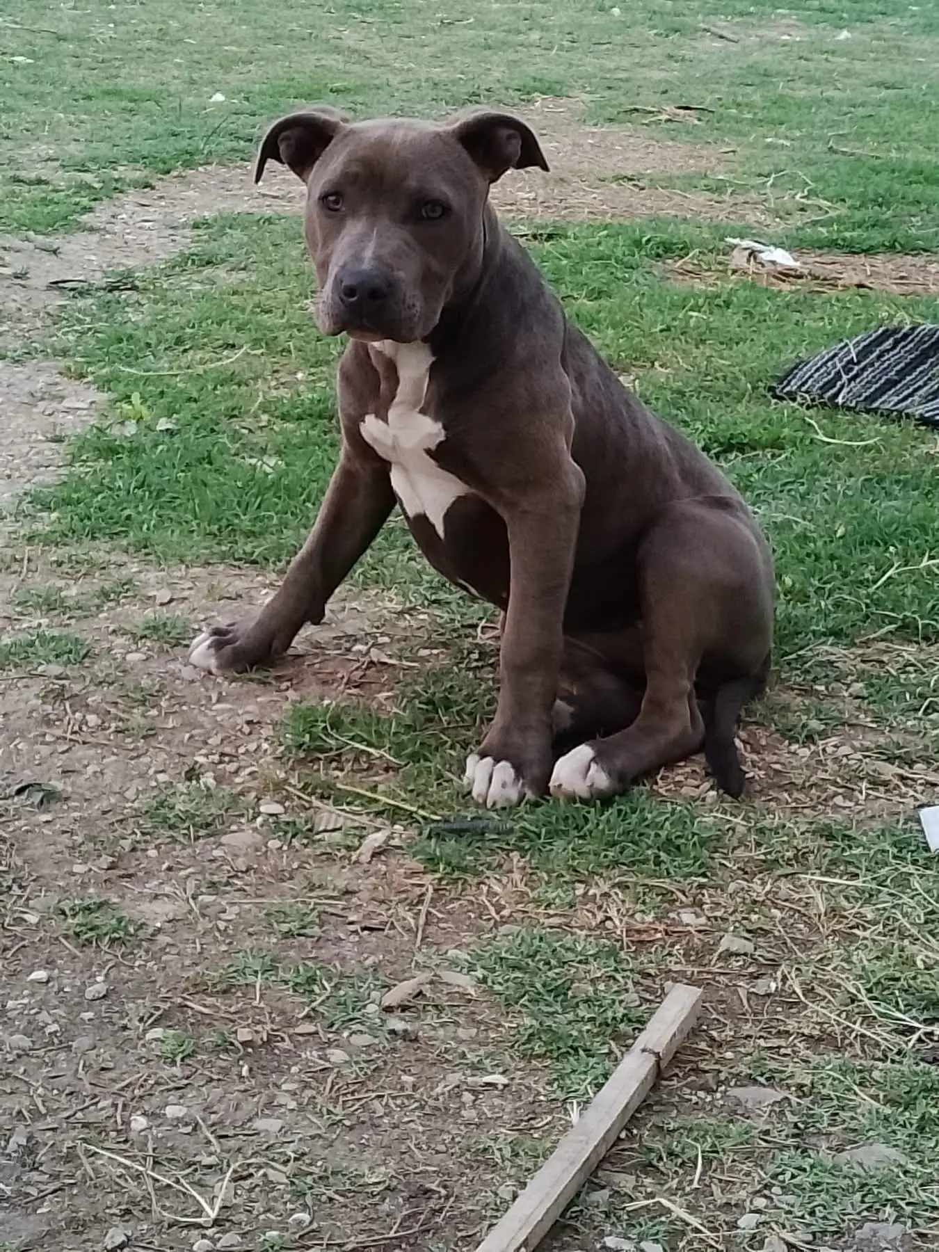 cagna reunited    Pesaro Hera