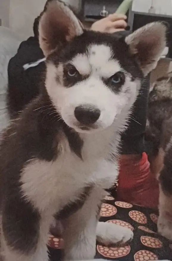 cagna reunited   27051 Cava Manara Non lo conosco