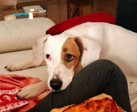 cagna reunited   27100 Pavie Raya