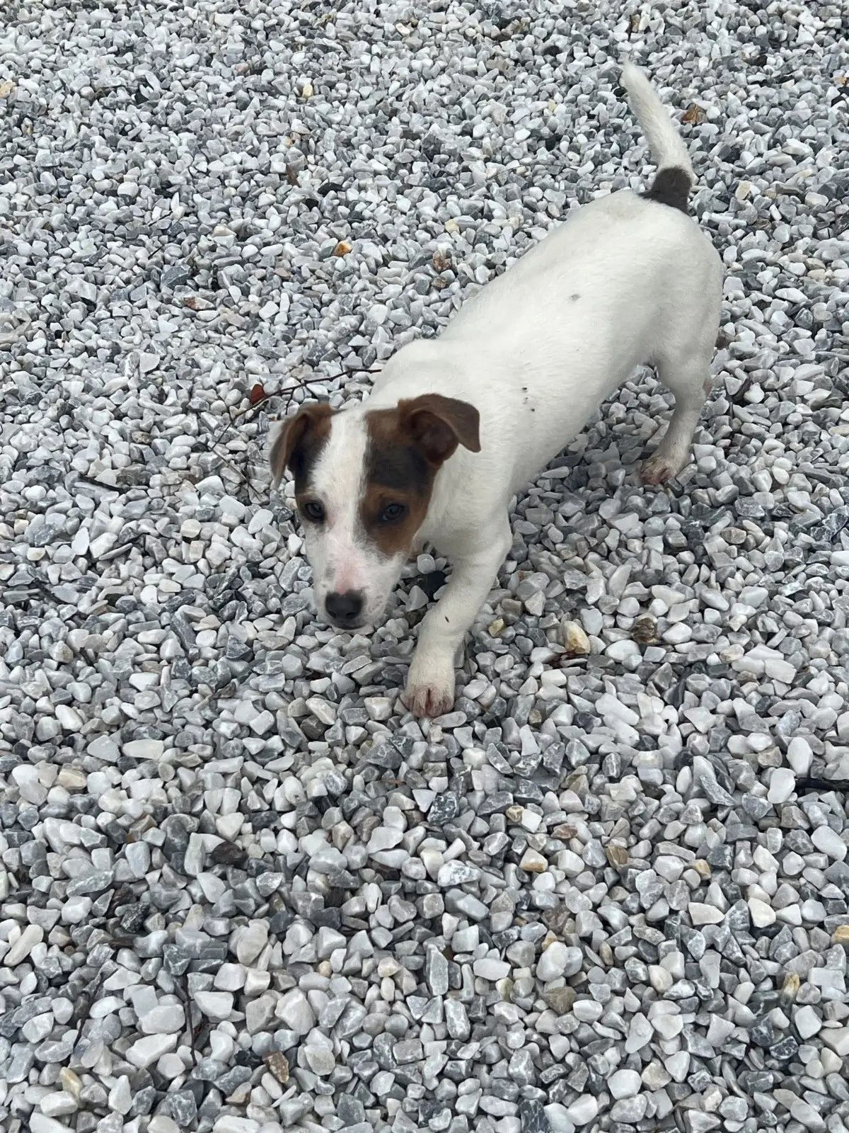 cagna reunited   19032 Lerici Coquette