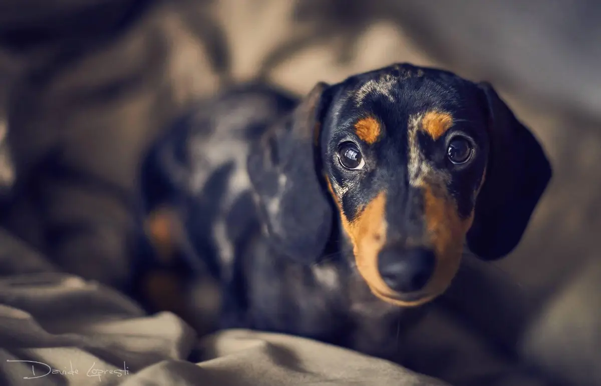 cagna reunited    La Spezia Belzebù