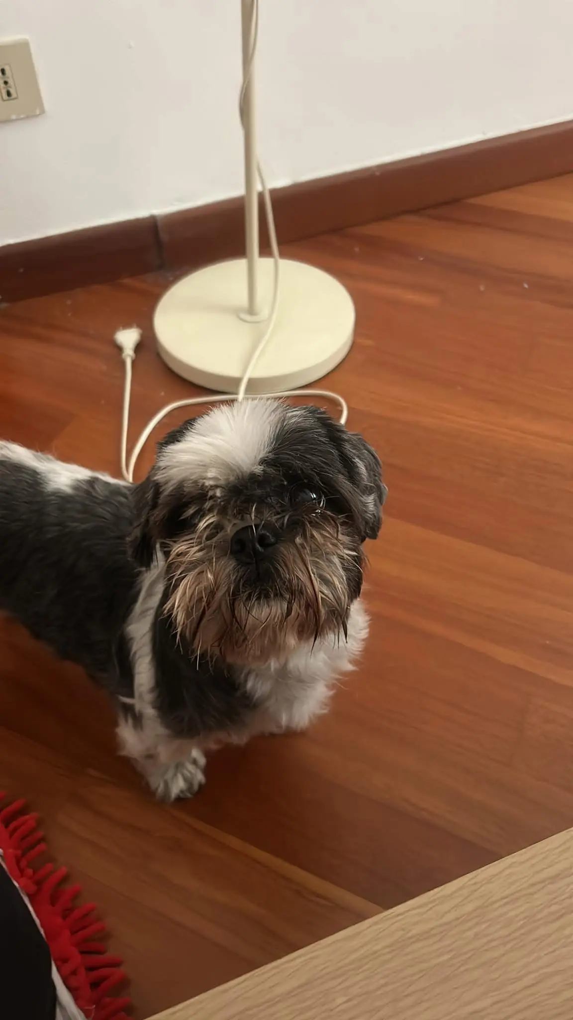 cagna reunited    La Spezia Roxi