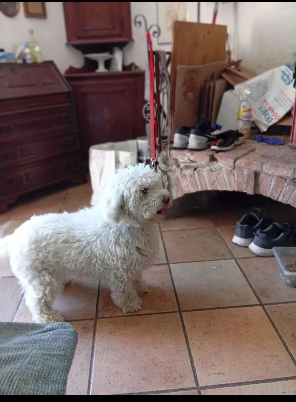 cagna reunited   19038 Sarzana Neve