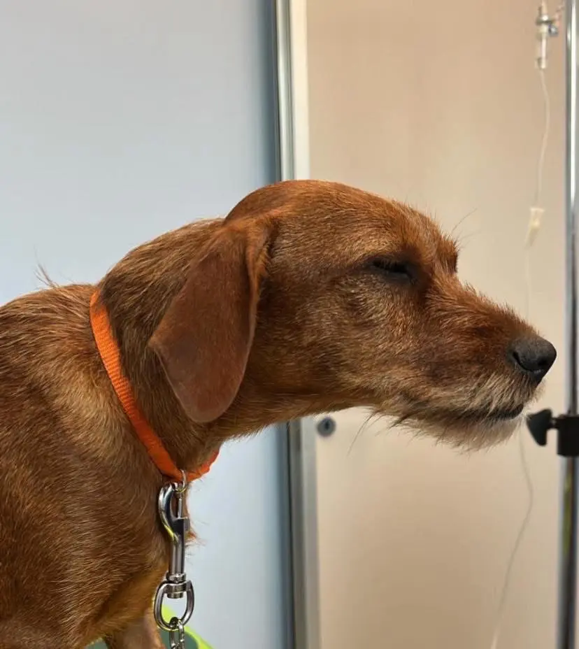 cagna reunited   19014 Framura Tosca