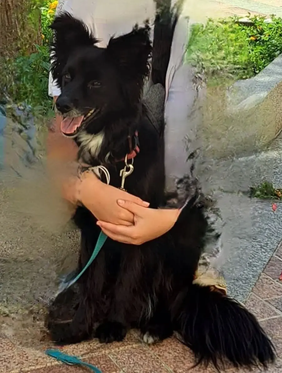 cagna reunited  Via Stintino 07052 Santu Diadòru/San Teodoro Kiara