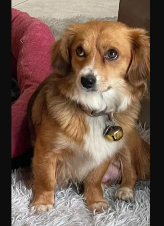 cagna reunited  Gallo 07028 Porto Quadro Lola