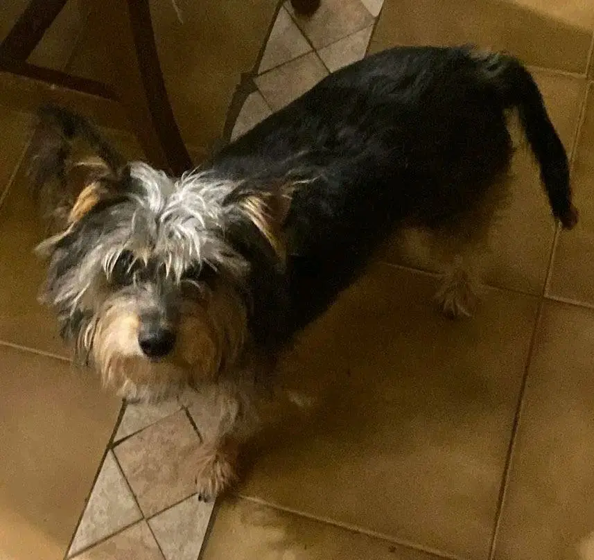 cagna reunited  Strada Statale 729 Sassari - Olbia 07026 Olbia Mia