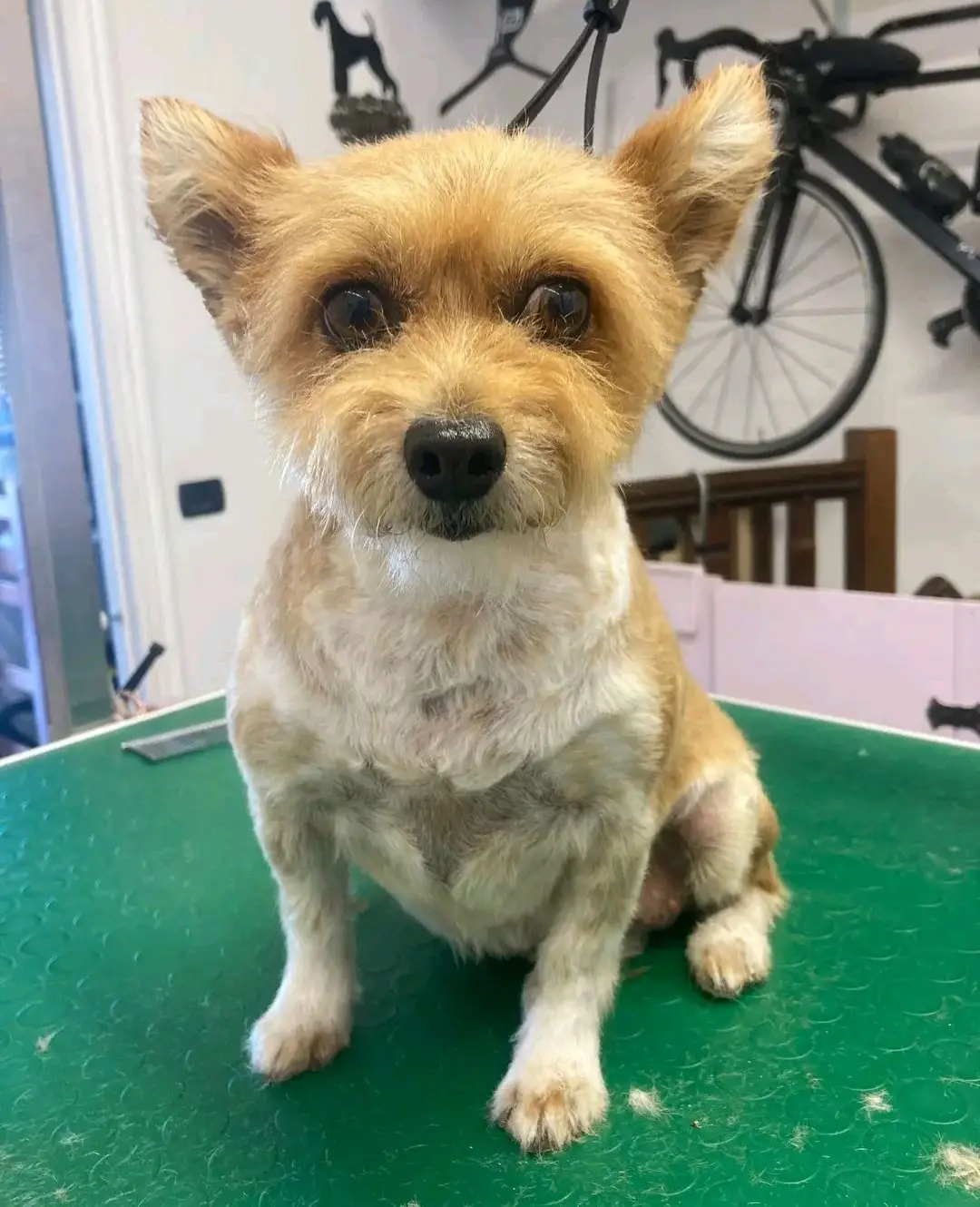 cagna reunited  Strada Statale 729 Sassari - Olbia 07026 Olbia Molly