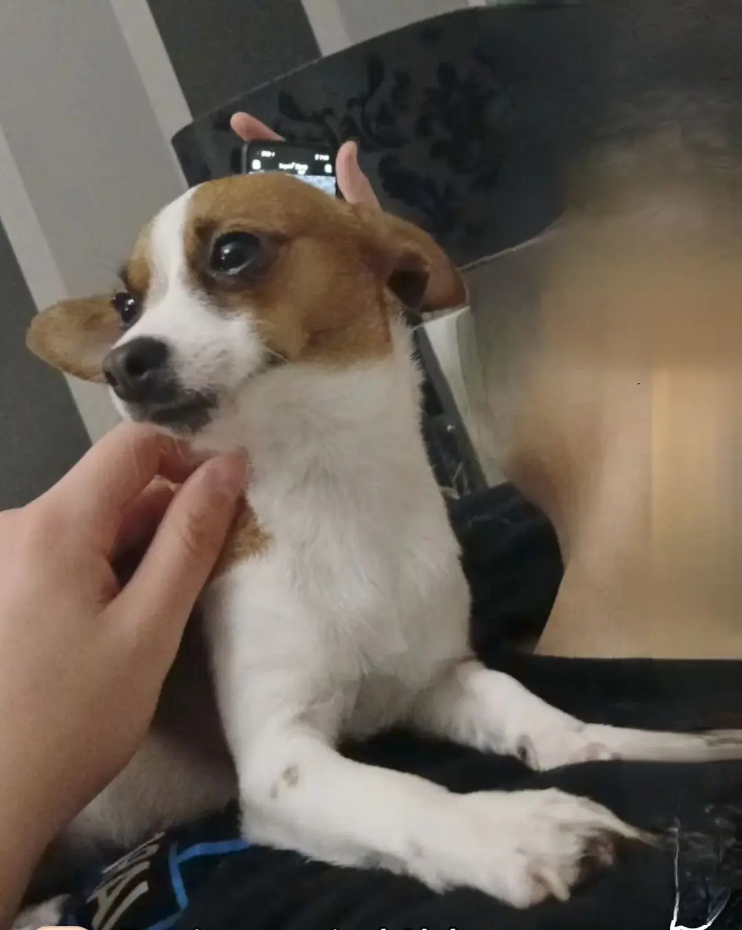 cagna reunited    Alghero Cindy