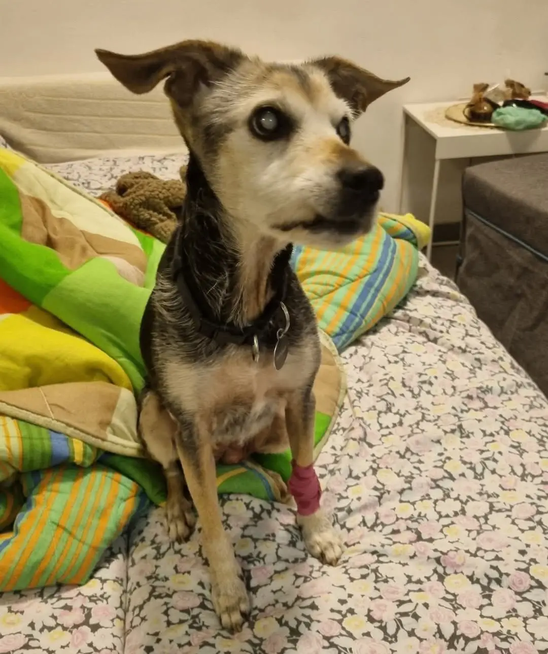 cagna reunited    Alghero Jana