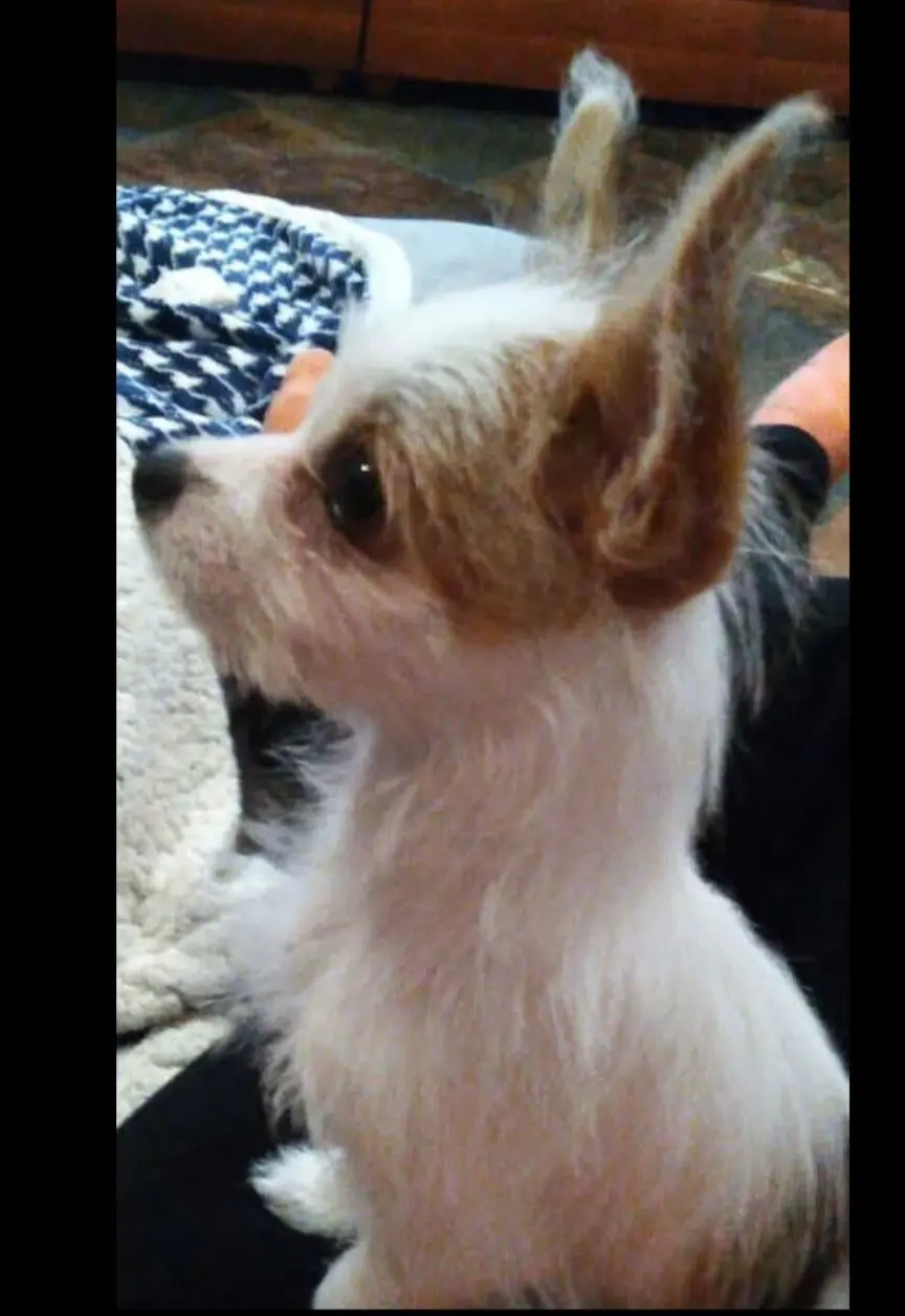 cagna reunited    Alghero Kira