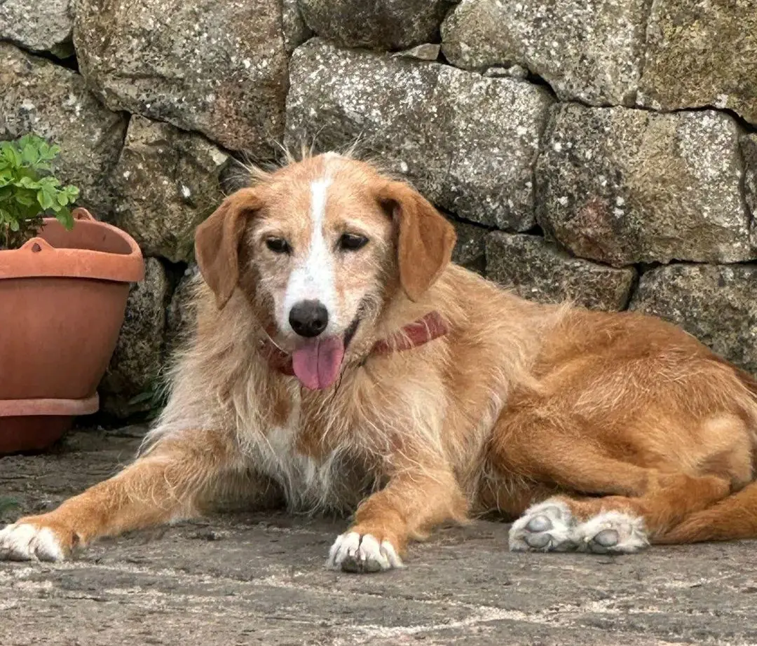 cagna reunited    Alghero Maggie