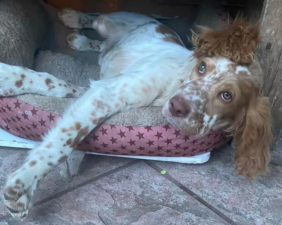 cagna reunited   07032 Nujvi/Nulvi Pimpa