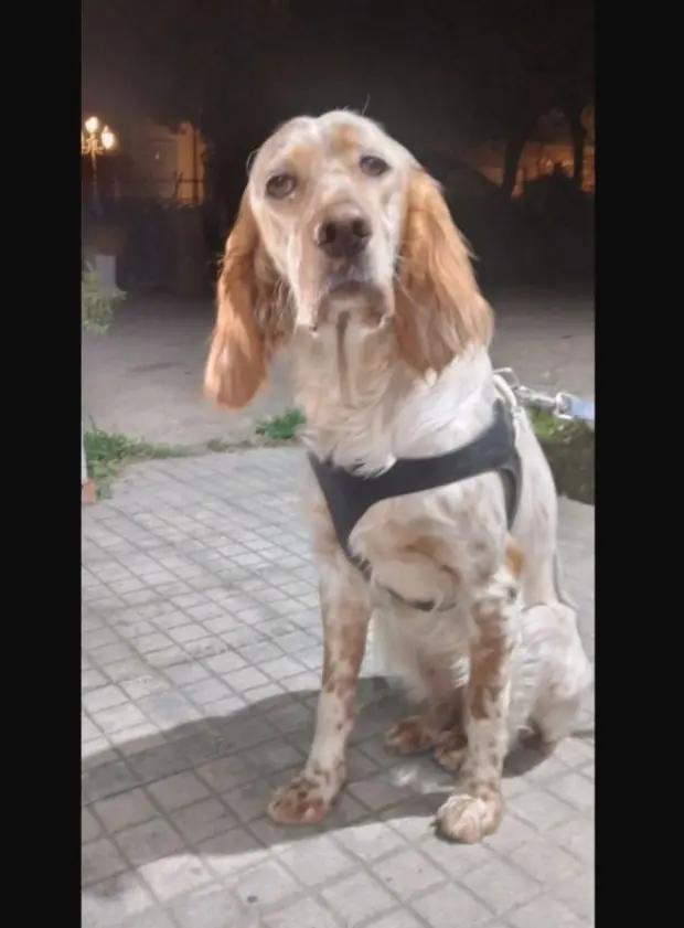 cagna reunited   07010 Nughedu Santu Nigola/Nughedu San Nicolò Sally