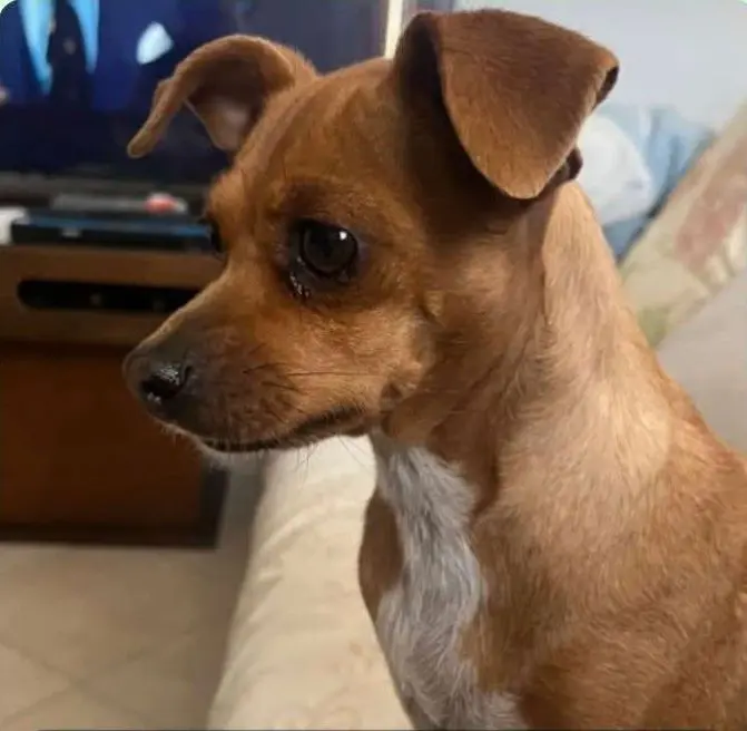 cagna reunited  Via Olbia 07100 Sassari Charlee