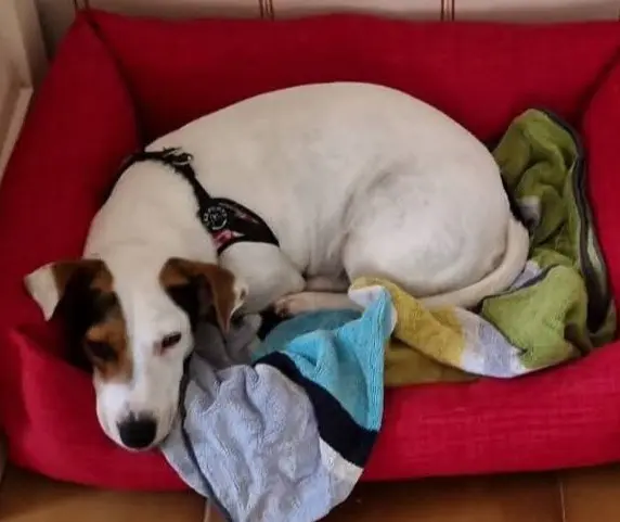 cagna reunited   07100 Sassari Polly