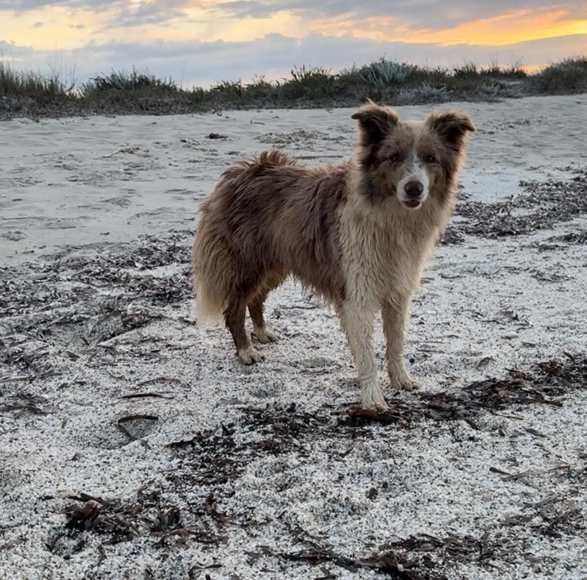 cagna reunited   07040 Isthintini/Stintino Set