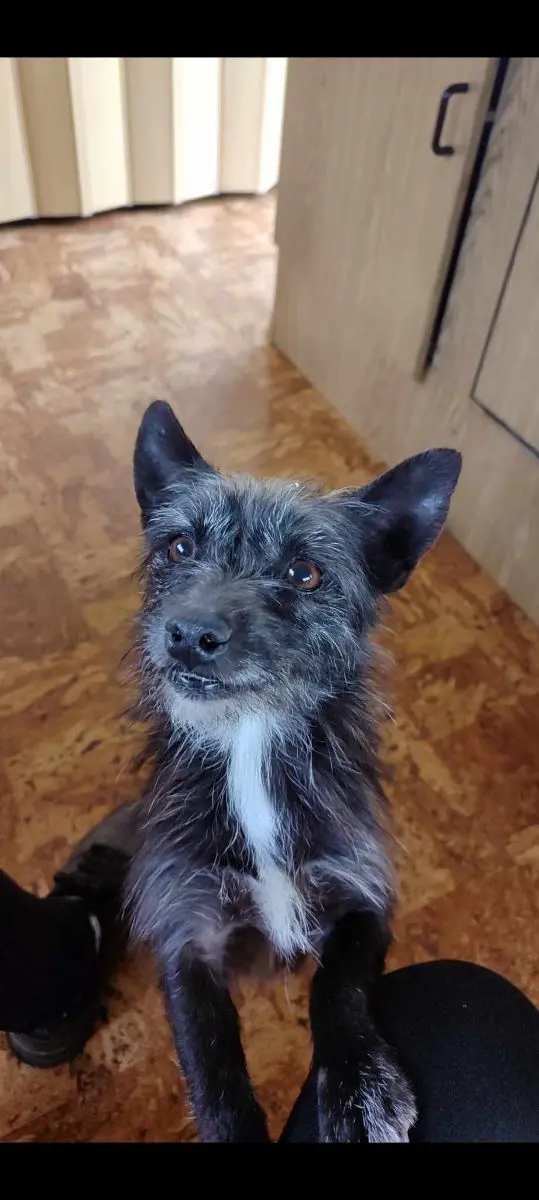 cagna reunited   08043 Scalepranu/Escalaplano Brunzy