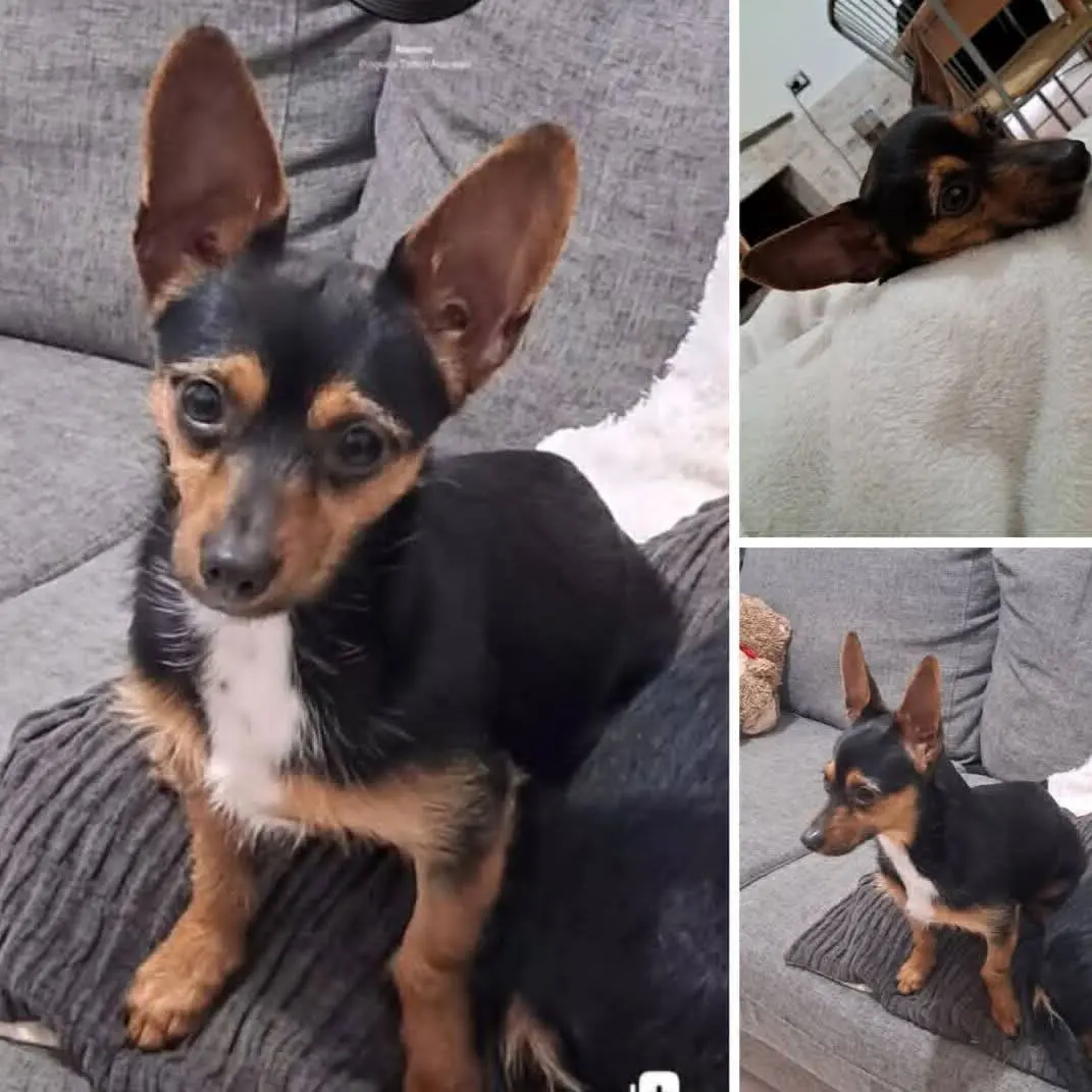 cagna reunited   09031 Arbus Bulma