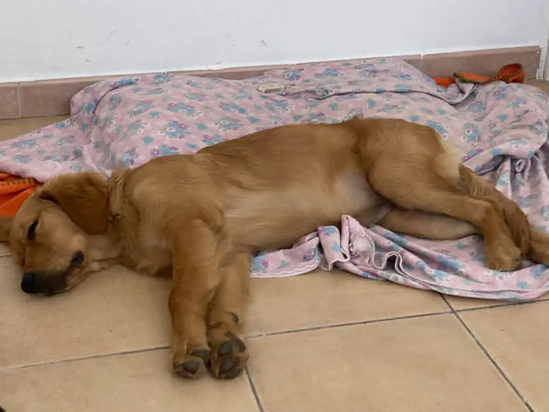 cagna reunited   09040 Biddeputzi/Villaputzu Cala