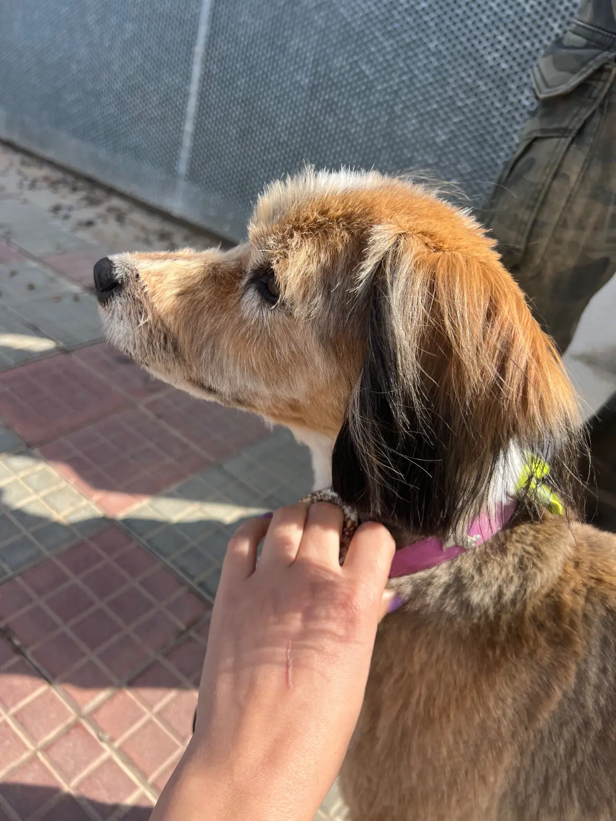 cagna reunited   09010 Deximeputzu/Decimoputzu Enala