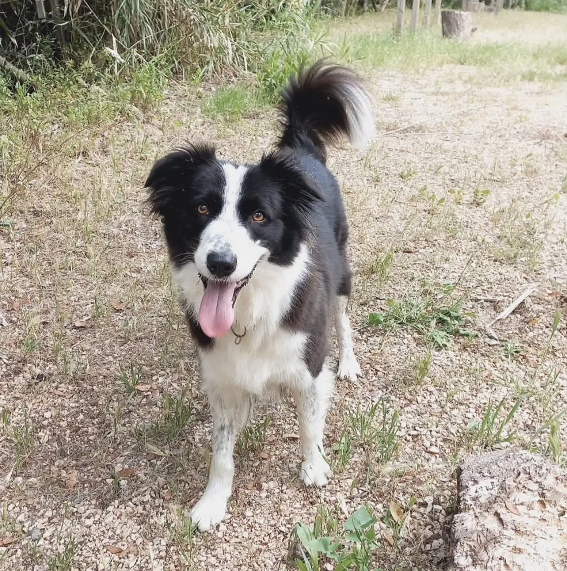 cagna reunited   09016 Iglesias Iva