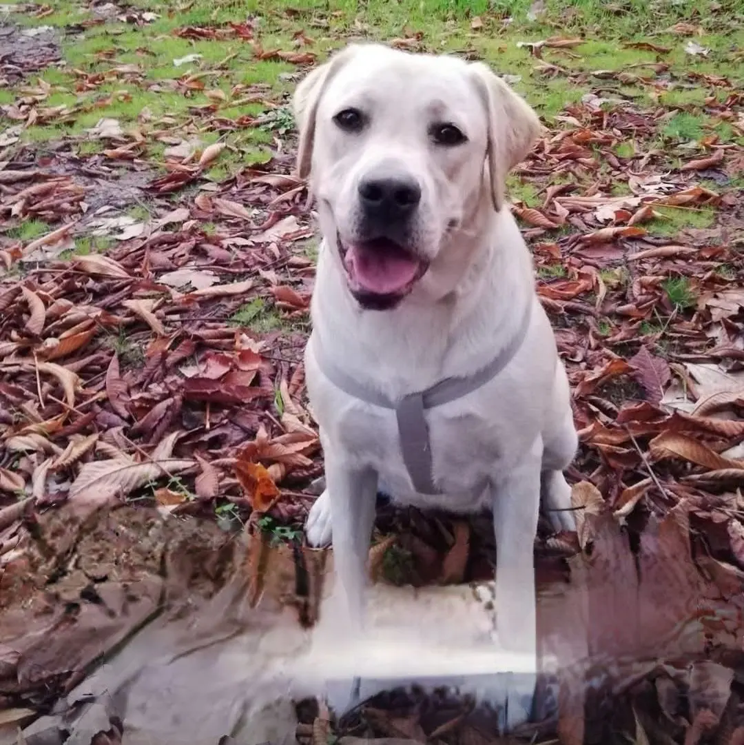 cagna reunited   09022 Lunamatrona Kira