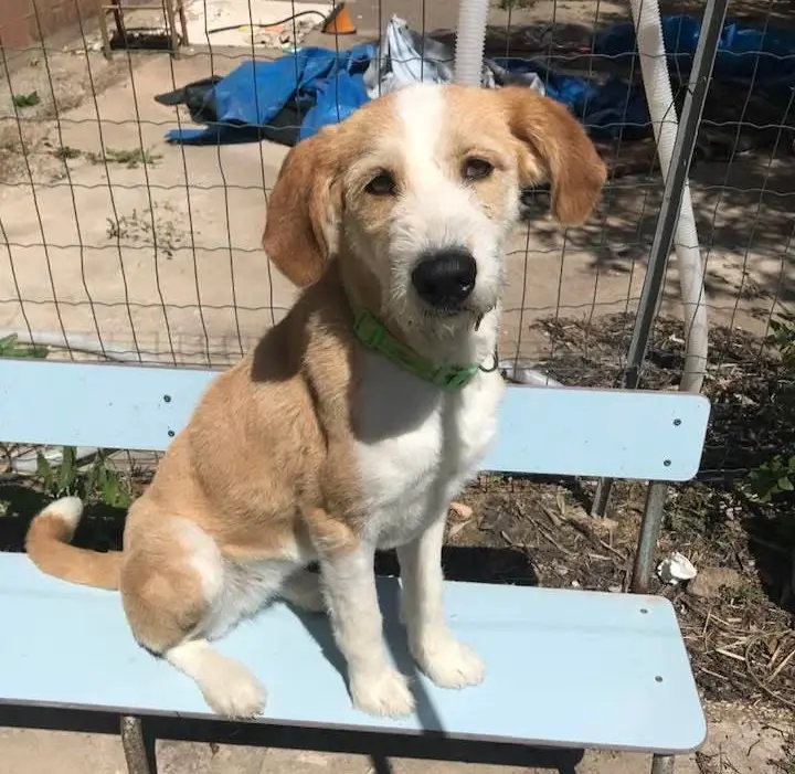 cagna reunited   09017 Santu Antiogu/Sant'Antioco Lilli