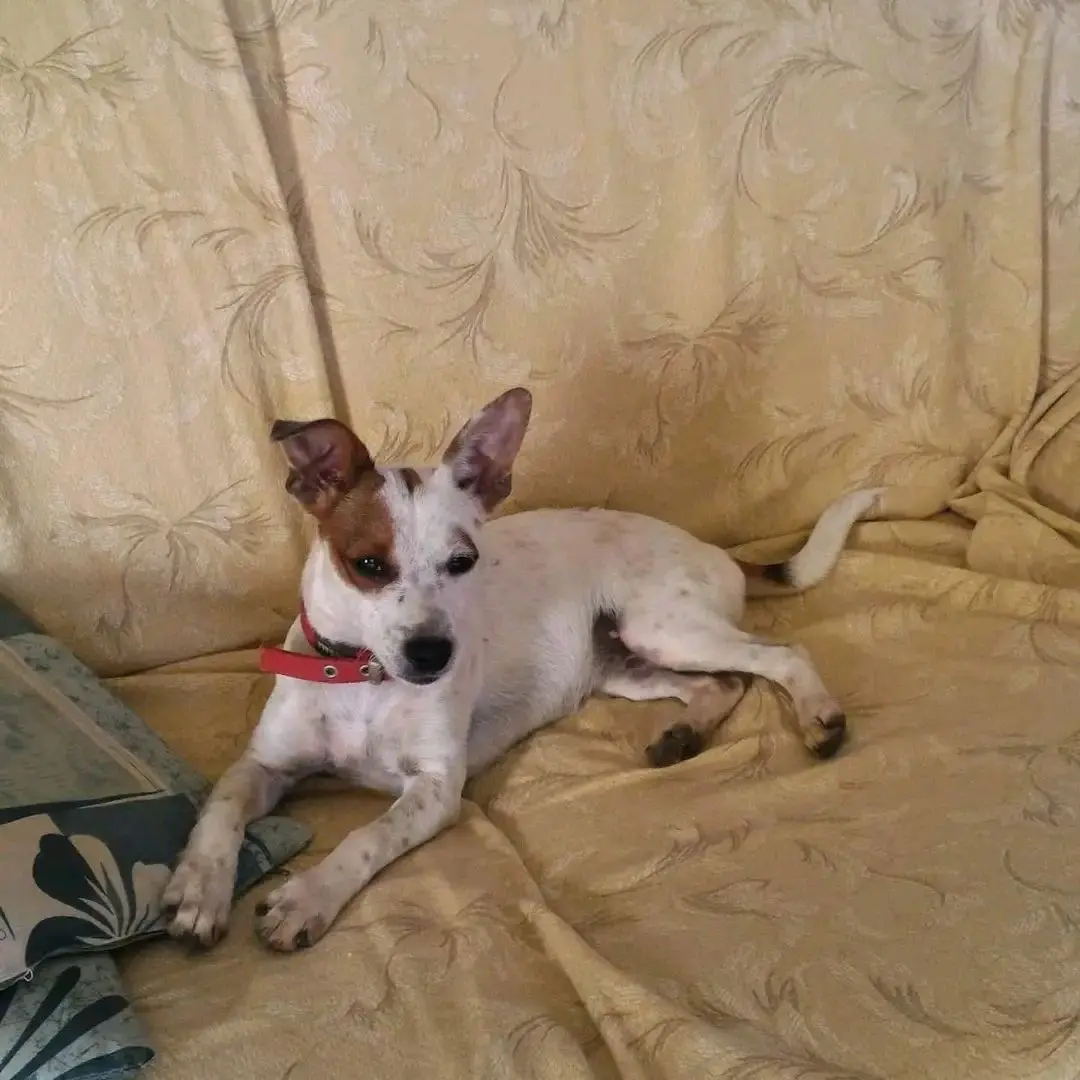 cagna reunited   09039 Biddacidru/Villacidro Marvy